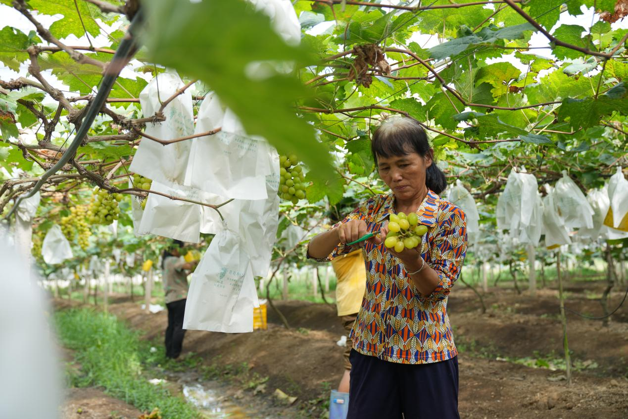 Shine Muscat：”Hermès of the grape” is readily available to Chinese consumers.