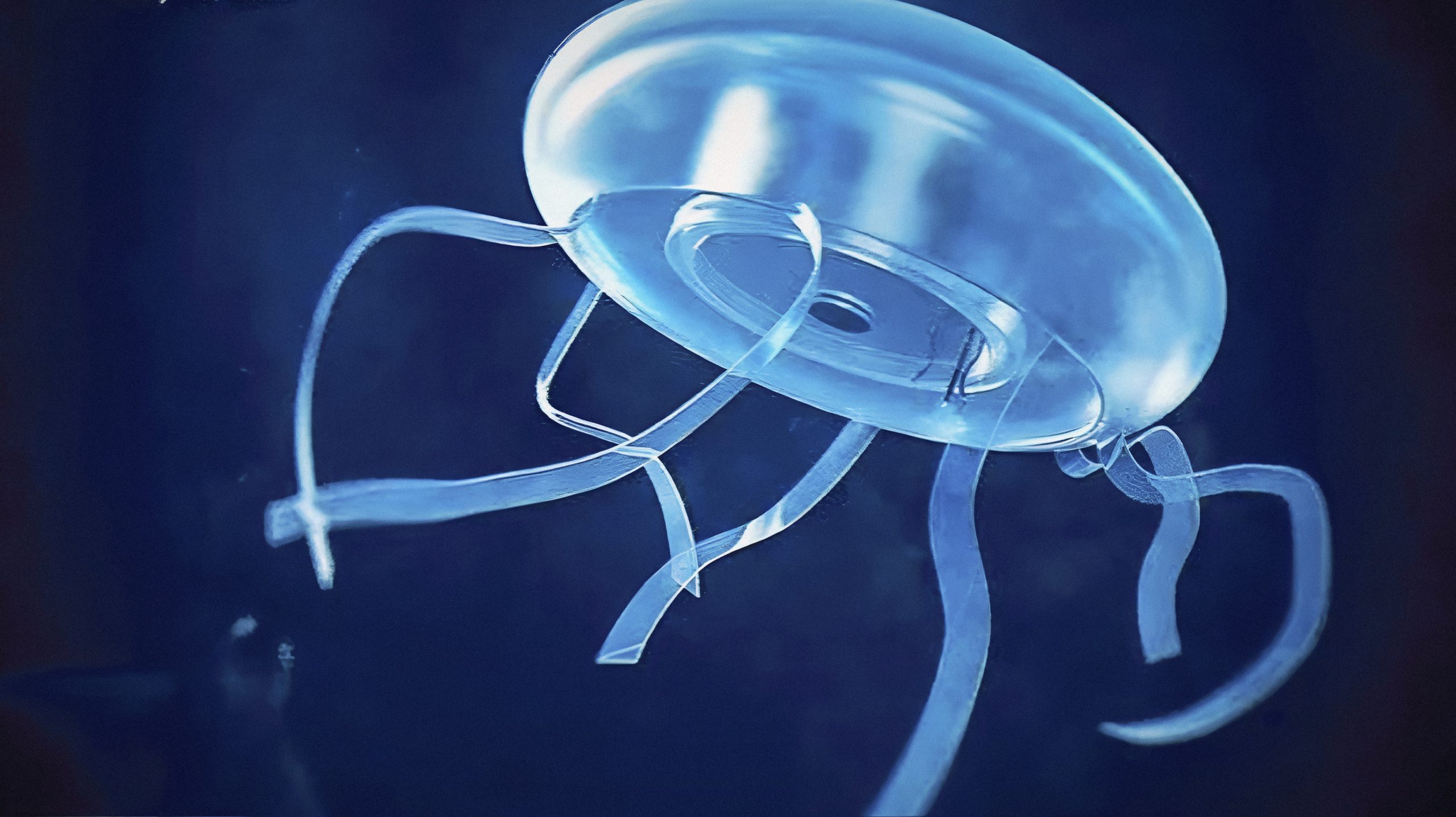 China Unleashes the Power of Jellyfish for Next-Gen Underwater Robots