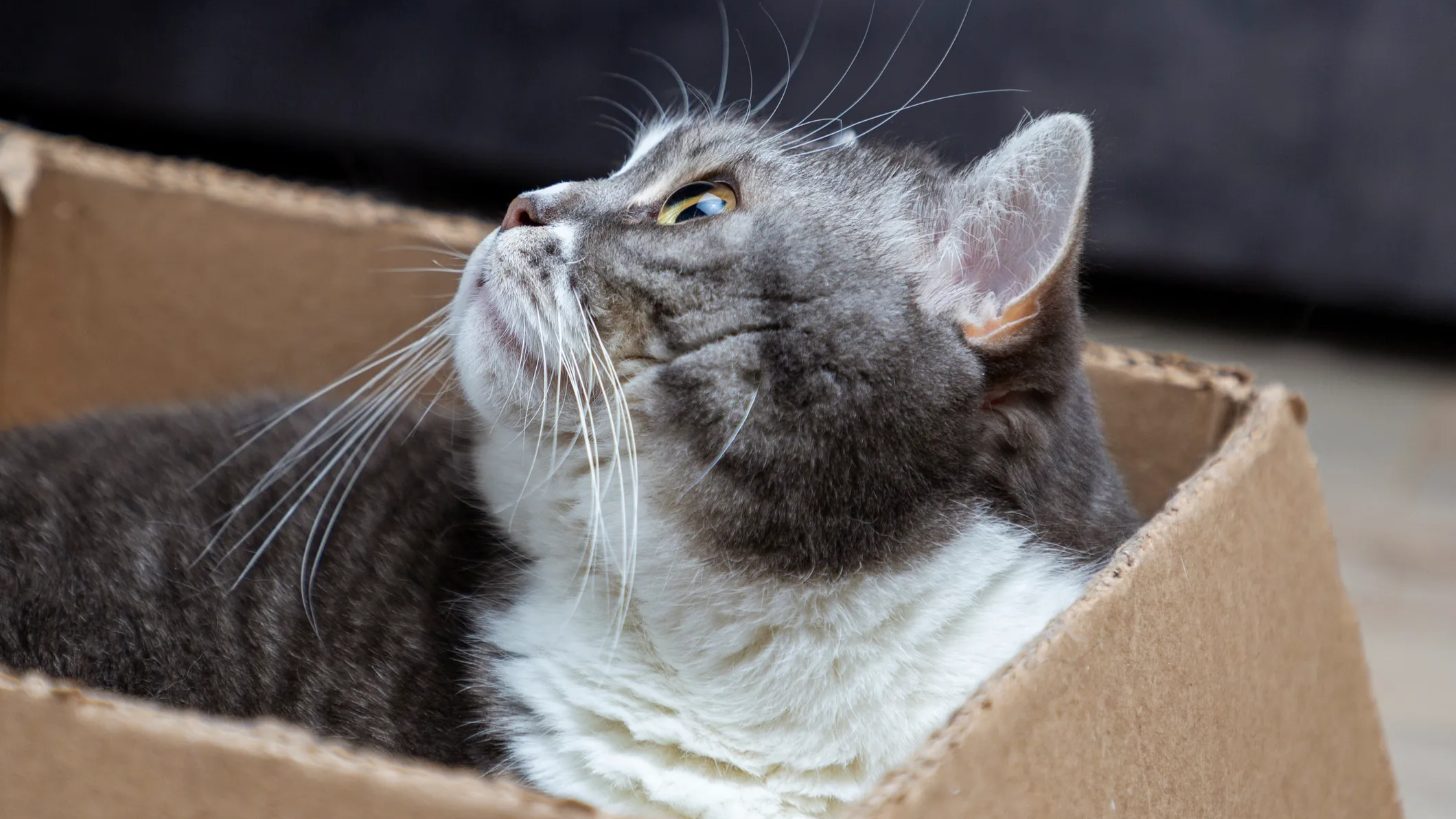 Chinese Scientists Make Schrödinger’s Cat Alive… and Keep It That Way