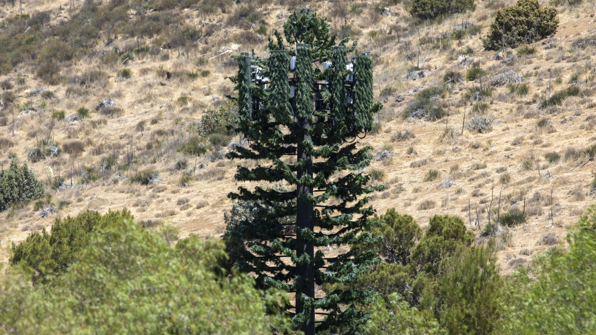 How Many Trees in China Are Secretly Base Stations?