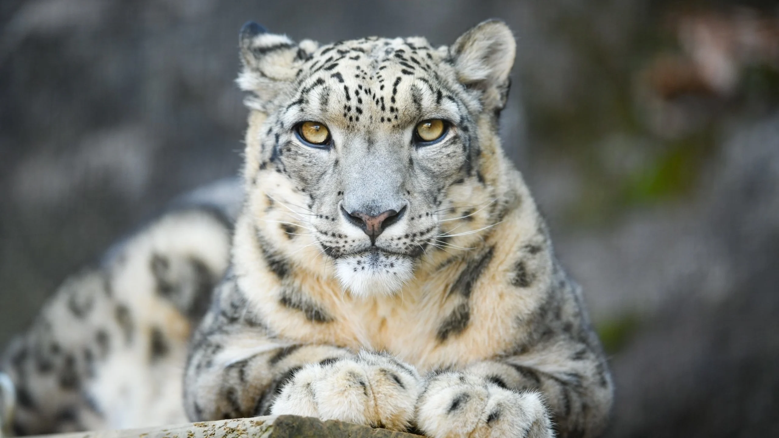 How AI Helped Snow Leopards