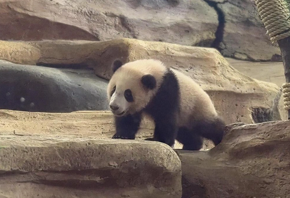 Rio, Indonesia’s First Giant Panda Born in Three Years Outside China ...